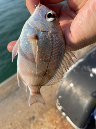 チャリコの釣果