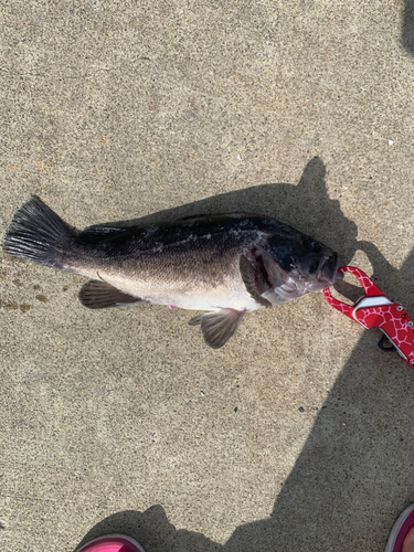 クロソイの釣果