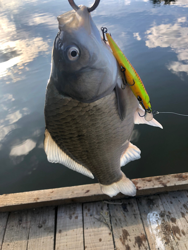 ヘラブナの釣果