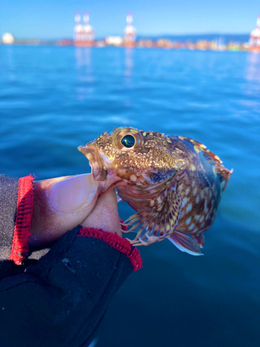 ガシラの釣果