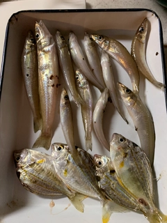 シロギスの釣果