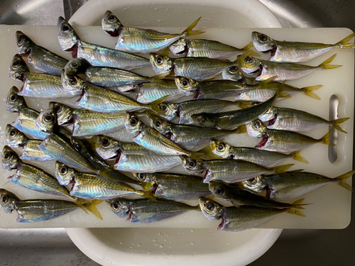 アジの釣果