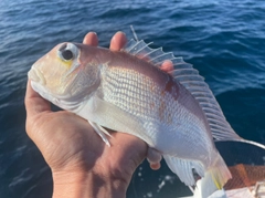 アマダイの釣果