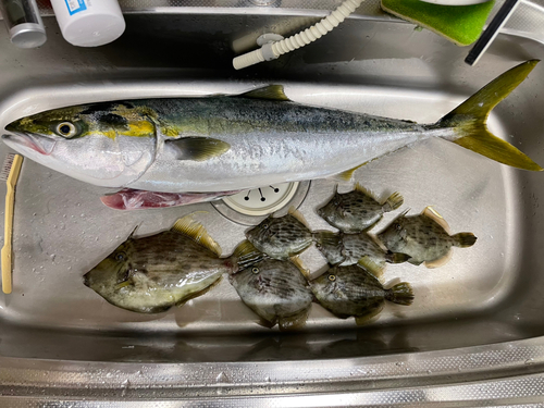 ハマチの釣果