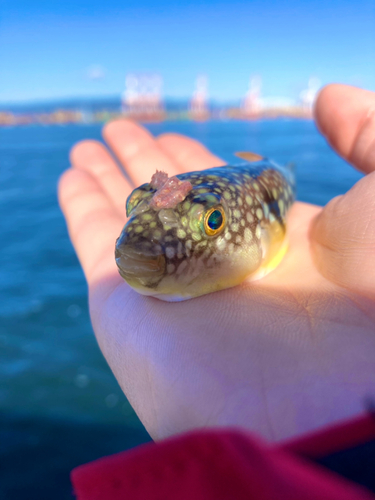 フグの釣果