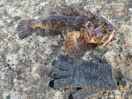 カジカの釣果