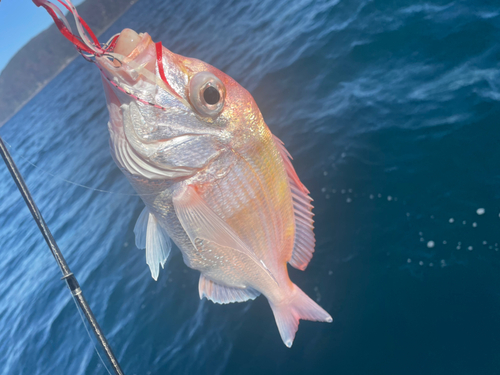 レンコダイの釣果