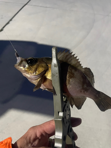 メバルの釣果