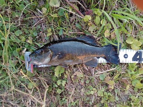 スモールマウスバスの釣果