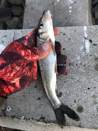 ヘラブナの釣果