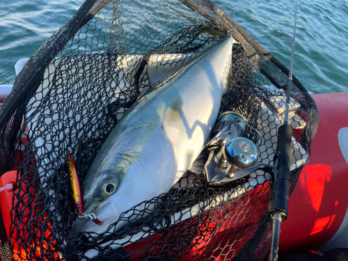 メジロの釣果