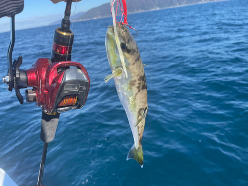 シロサバフグの釣果