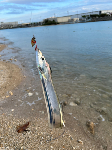 タチウオの釣果