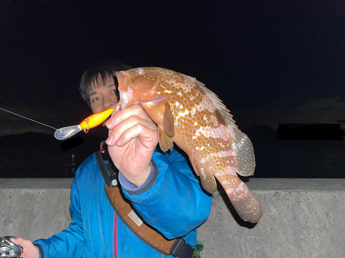 アコウの釣果