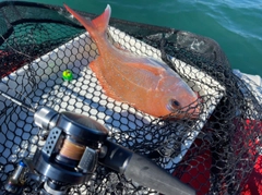 タイの釣果