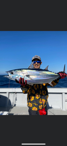 カツオの釣果