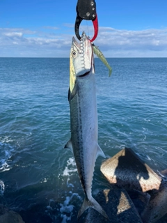 サゴシの釣果