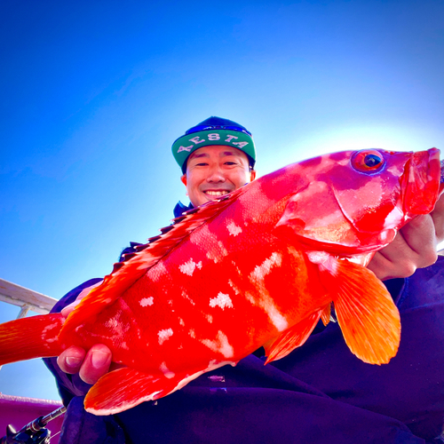 アカハタの釣果