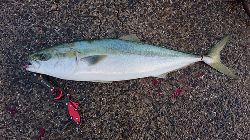 メジロの釣果