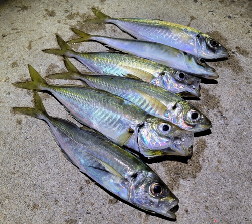 アジの釣果