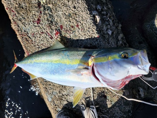 メジロの釣果