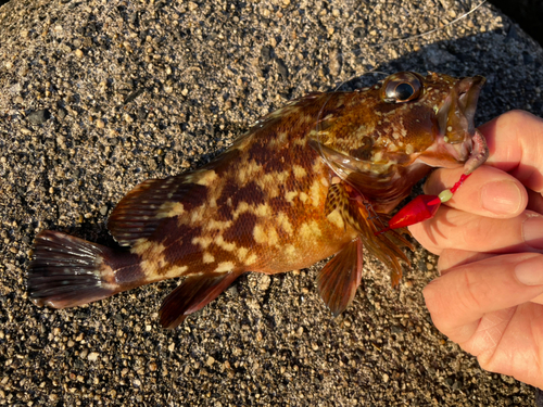 カサゴの釣果