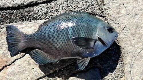 メジナの釣果