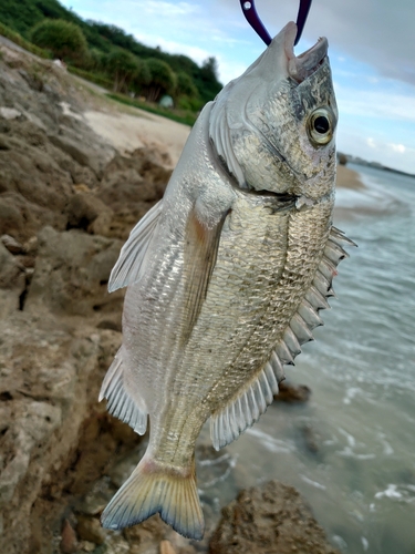 ミナミクロダイの釣果