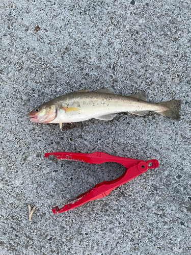 コマイの釣果