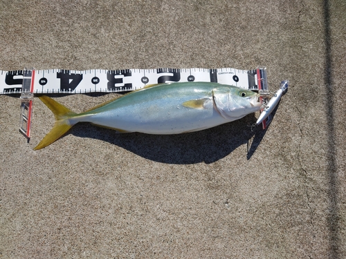 イナダの釣果