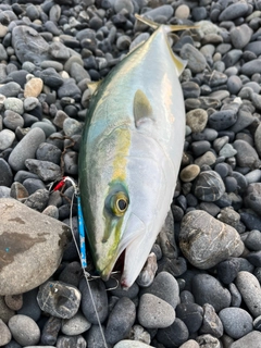 イナダの釣果