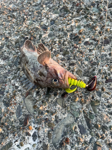 クロソイの釣果