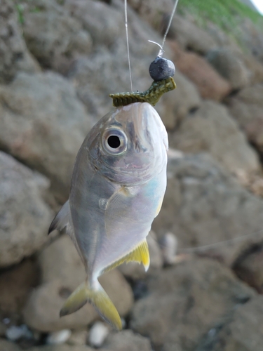 ガーラの釣果