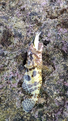 イシミーバイの釣果