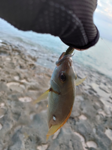 イッテンフエダイの釣果