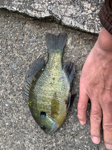 ブルーギルの釣果