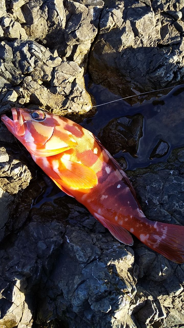 しゅぱさんの釣果 2枚目の画像