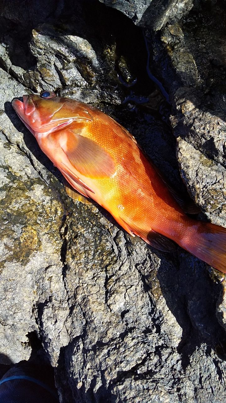 しゅぱさんの釣果 3枚目の画像