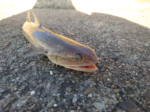 エソの釣果