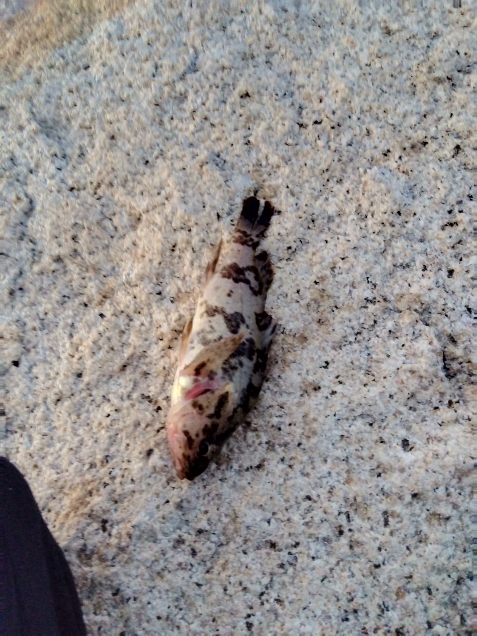 タケノコメバル