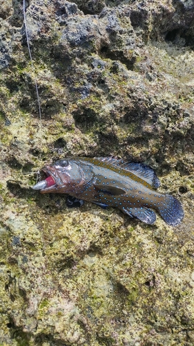 アオノメハタの釣果