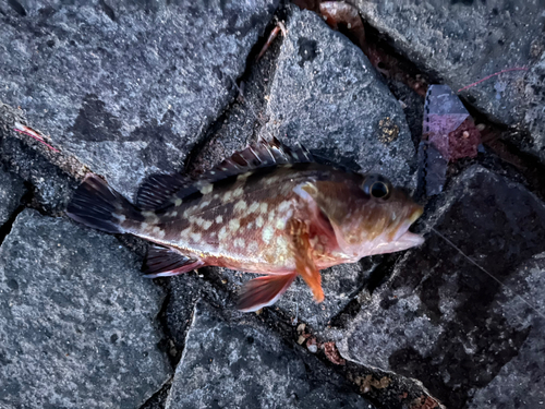 カサゴの釣果