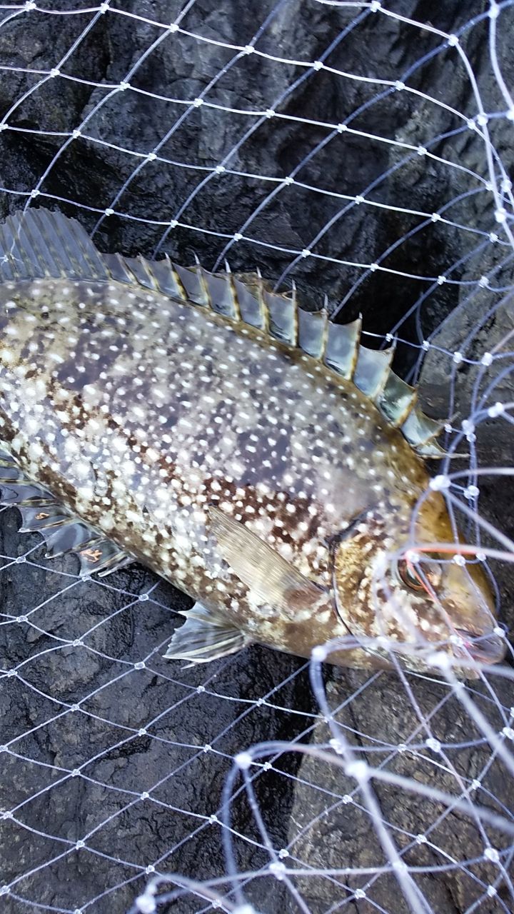 しゅぱさんの釣果 3枚目の画像