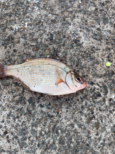 ウミタナゴの釣果