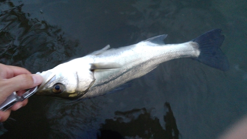 セイゴ（マルスズキ）の釣果