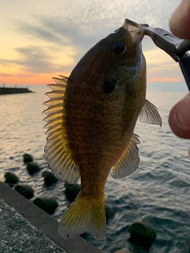 ブルーギルの釣果