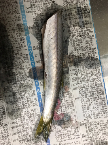 カマスの釣果