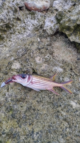 ウケグチイットウダイの釣果