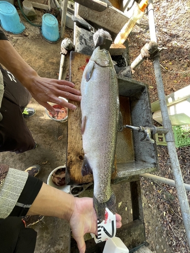 トラウトの釣果