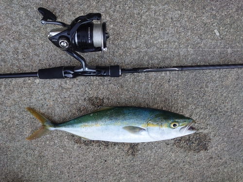 ツバイソの釣果